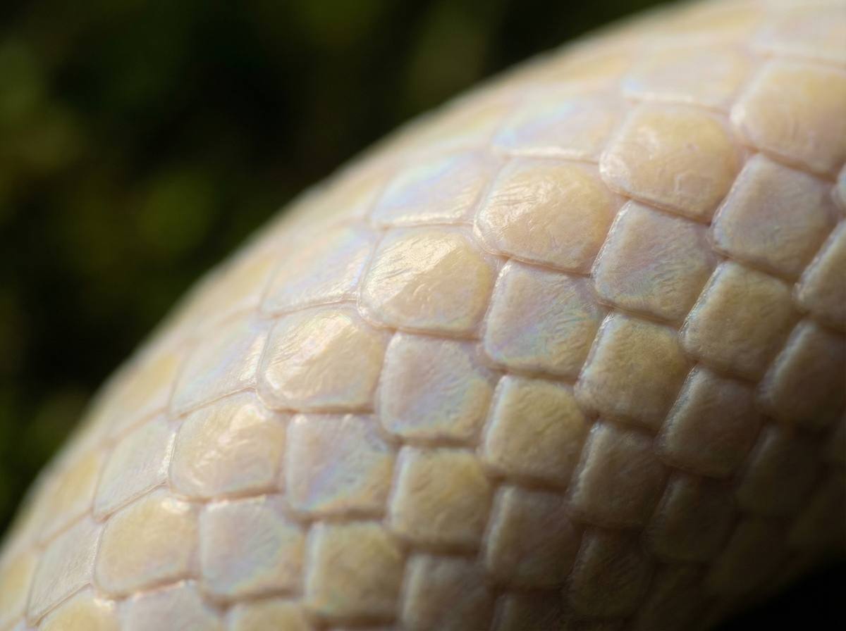 福利导航蟒蛇微距视频 - 蟒蛇鳞片微距摄影技巧分享